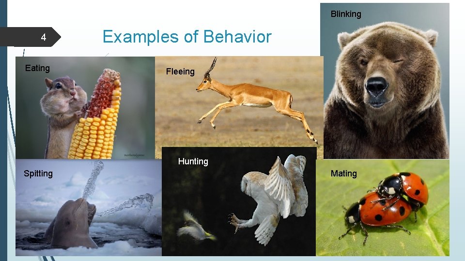 Blinking 4 Eating Examples of Behavior Fleeing Hunting Spitting Mating 