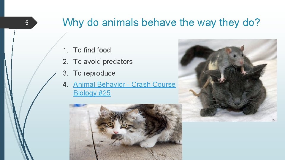 5 Why do animals behave the way they do? 1. To find food 2.