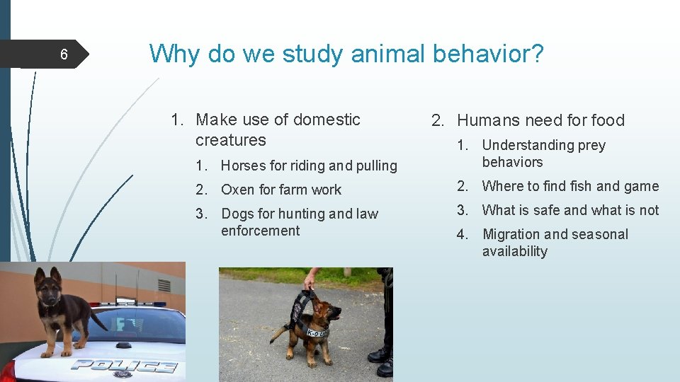 6 Why do we study animal behavior? 1. Make use of domestic creatures 2.