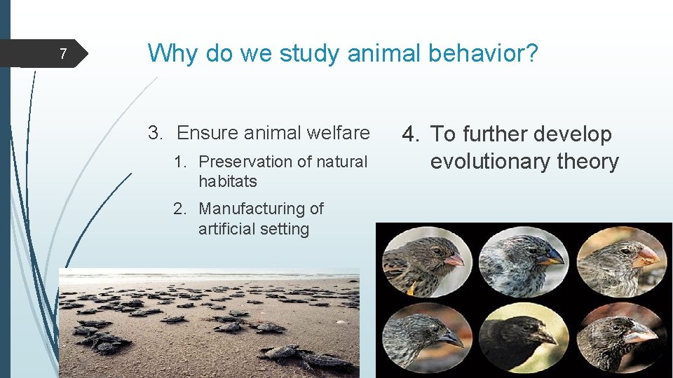7 Why do we study animal behavior? 3. Ensure animal welfare 1. Preservation of