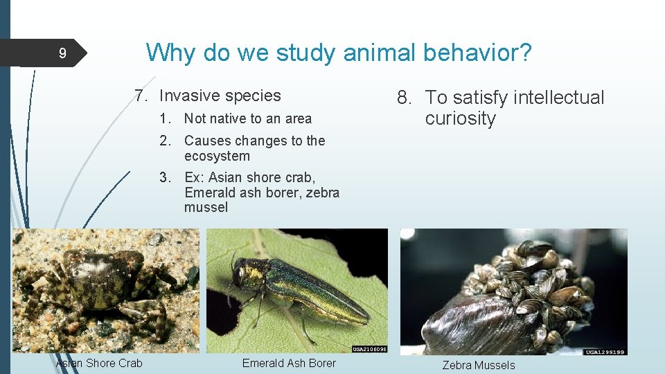 Why do we study animal behavior? 9 7. Invasive species 1. Not native to
