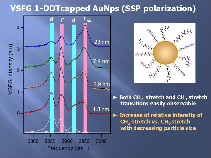 VSFG 1 -DDTcapped Au. Nps (SSP polarization) d + r+ d- r-op ► Both