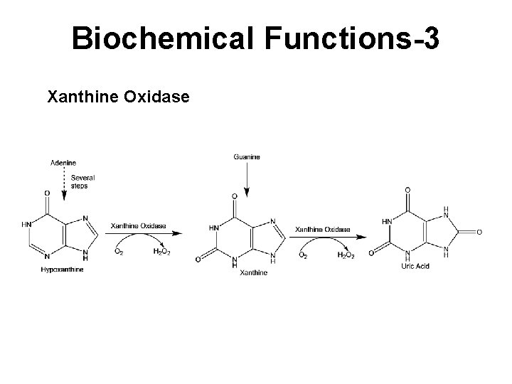 Biochemical Functions-3 Xanthine Oxidase 