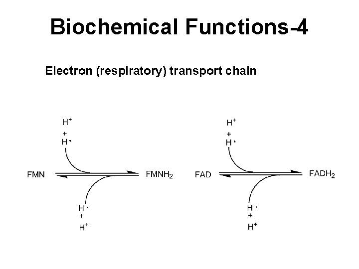 Biochemical Functions-4 Electron (respiratory) transport chain 