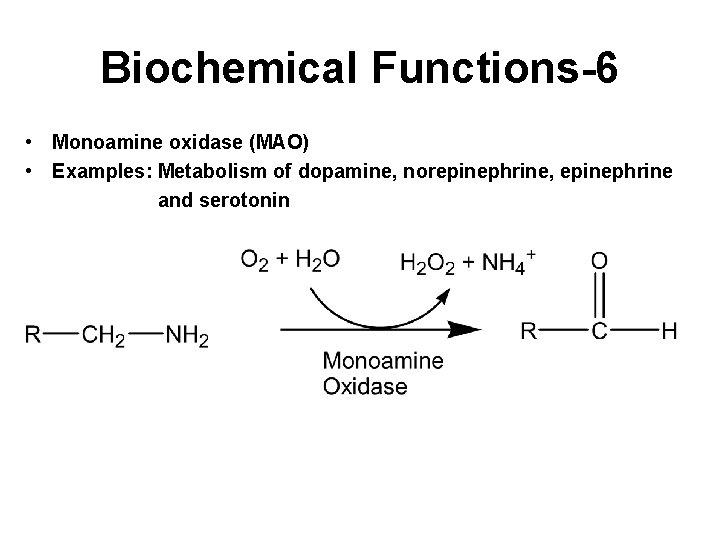 Biochemical Functions-6 • Monoamine oxidase (MAO) • Examples: Metabolism of dopamine, norepinephrine, epinephrine and