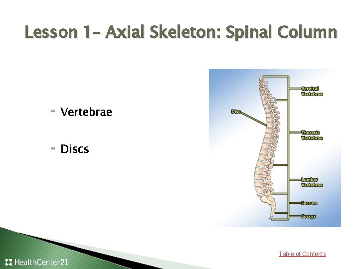 Lesson 1– Axial Skeleton: Spinal Column Vertebrae Discs Table of Contents 