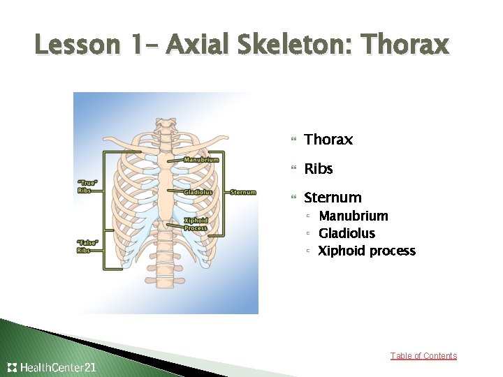 Lesson 1– Axial Skeleton: Thorax Ribs Sternum ▫ Manubrium ▫ Gladiolus ▫ Xiphoid process