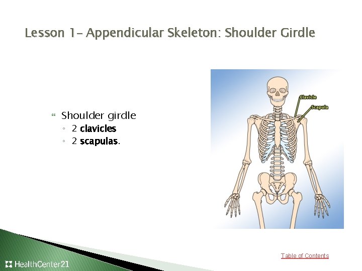 Lesson 1– Appendicular Skeleton: Shoulder Girdle Shoulder girdle ◦ 2 clavicles ◦ 2 scapulas.