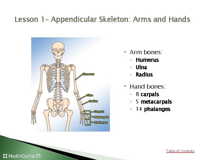 Lesson 1– Appendicular Skeleton: Arms and Hands Arm bones: ▫ Humerus ▫ Ulna ▫
