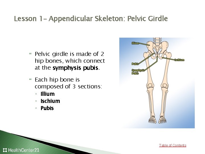 Lesson 1– Appendicular Skeleton: Pelvic Girdle Pelvic girdle is made of 2 hip bones,