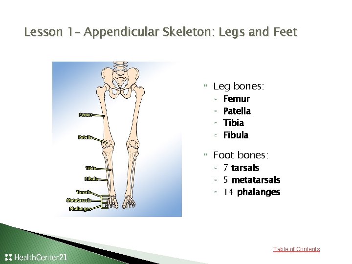 Lesson 1– Appendicular Skeleton: Legs and Feet Leg bones: ▫ ▫ Femur Patella Tibia