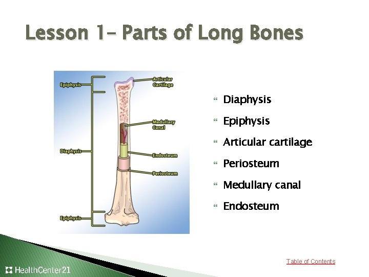 Lesson 1– Parts of Long Bones Diaphysis Epiphysis Articular cartilage Periosteum Medullary canal Endosteum