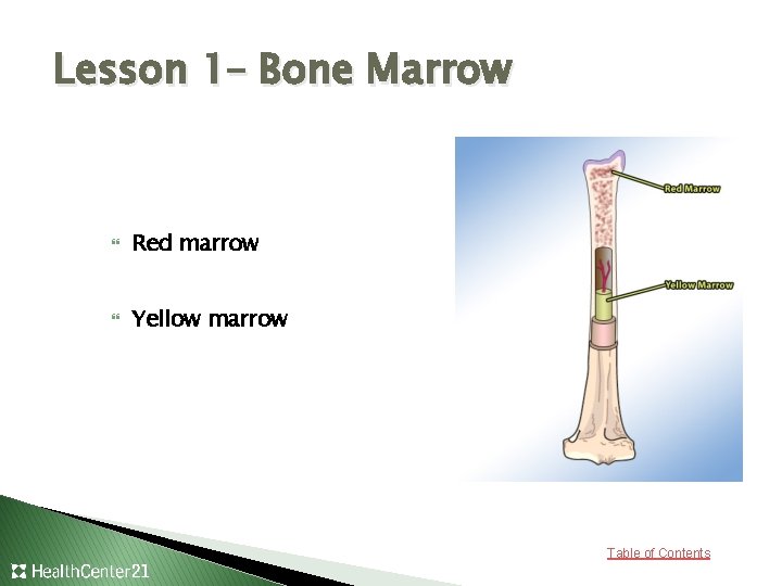 Lesson 1– Bone Marrow Red marrow Yellow marrow Table of Contents 