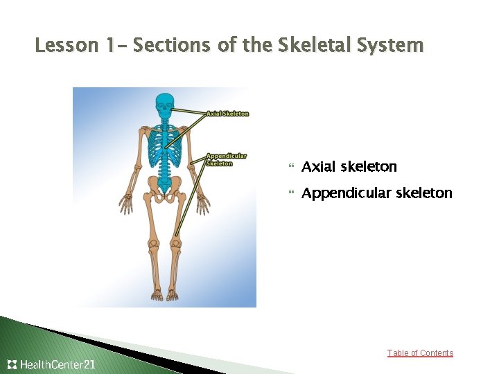 Lesson 1– Sections of the Skeletal System Axial skeleton Appendicular skeleton Table of Contents