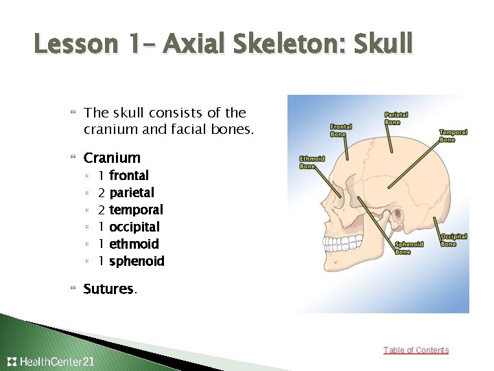 Lesson 1– Axial Skeleton: Skull The skull consists of the cranium and facial bones.