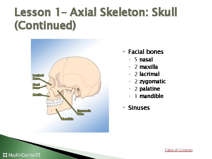 Lesson 1– Axial Skeleton: Skull (Continued) Facial bones ▫ ▫ ▫ 5 2 2