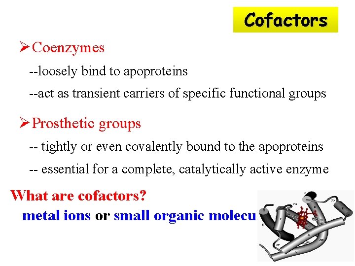 Cofactors Ø Coenzymes --loosely bind to apoproteins --act as transient carriers of specific functional