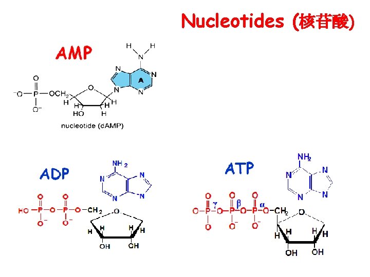 Nucleotides (核苷酸) 