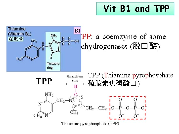 Vit B 1 and TPP: a coemzyme of some dehydrogenases (脱� 酶) TPP (Thiamine
