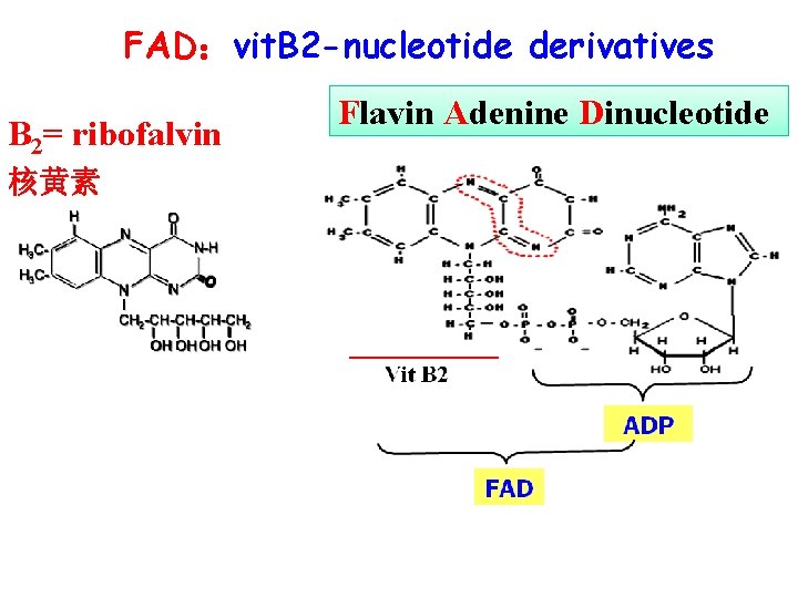 FAD：vit. B 2 -nucleotide derivatives B 2= ribofalvin 核黄素 Flavin Adenine Dinucleotide 