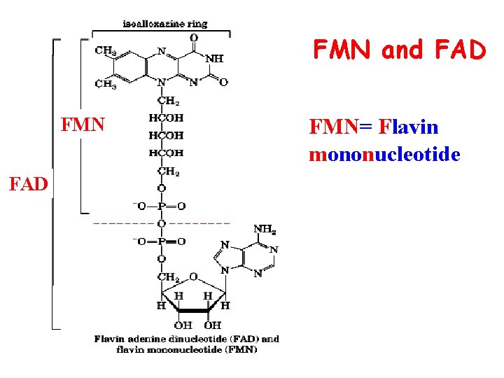 FMN and FAD FMN= Flavin mononucleotide 