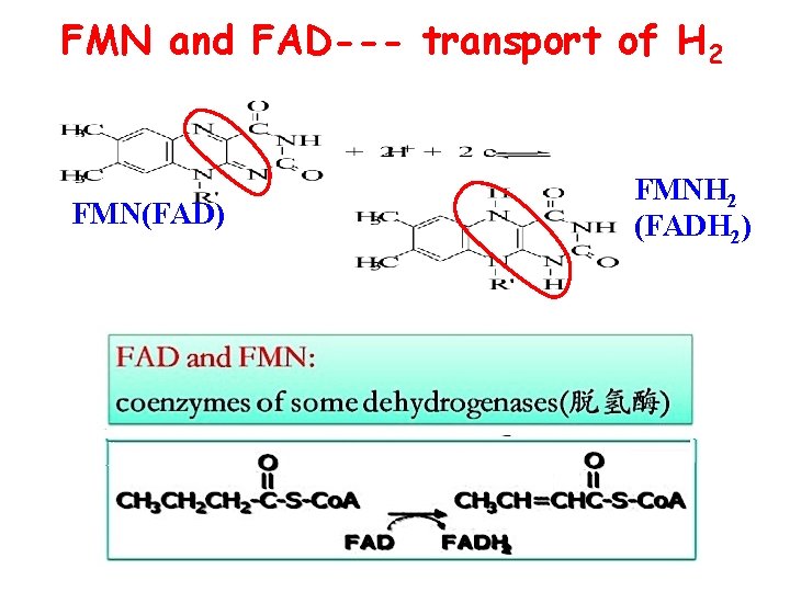 FMN and FAD--- transport of H 2 FMN(FAD) FMNH 2 (FADH 2) 