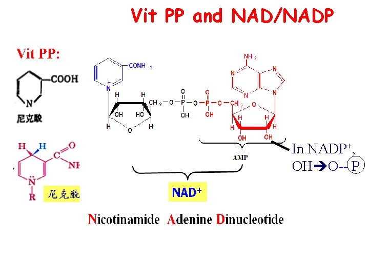Vit PP and NAD/NADP In NADP+, OH O-- P 