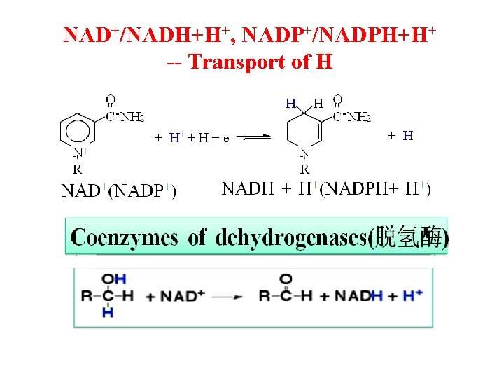 NAD+/NADH+H+, NADP+/NADPH+H+ -- Transport of H 
