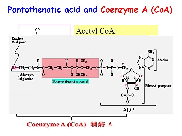 Pantothenatic acid and Coenzyme A (Co. A) 