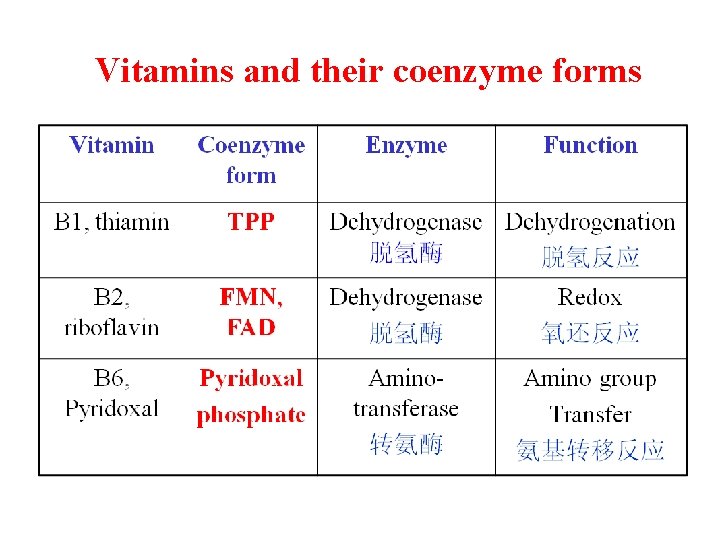 Vitamins and their coenzyme forms 