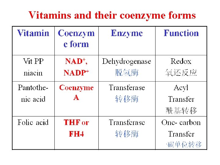 Vitamins and their coenzyme forms 