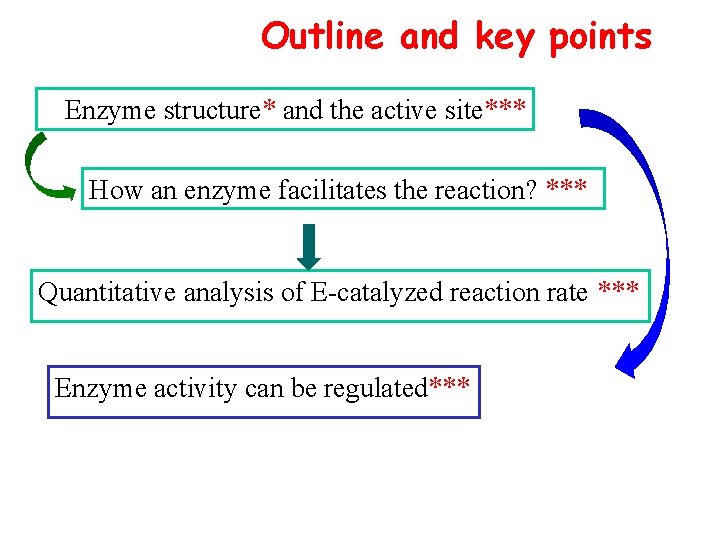 Outline and key points Enzyme structure* and the active site*** How an enzyme facilitates