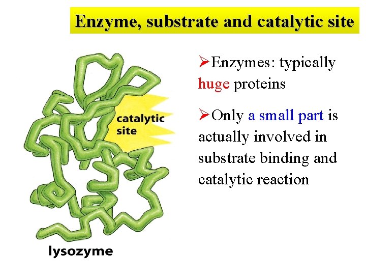 Enzyme, substrate and catalytic site ØEnzymes: typically huge proteins ØOnly a small part is