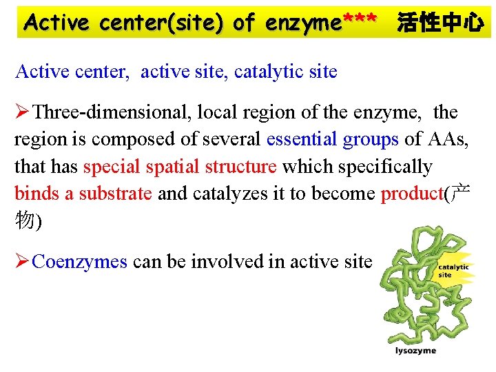 Active center(site) of enzyme*** 活性中心 Active center, active site, catalytic site ØThree-dimensional, local region
