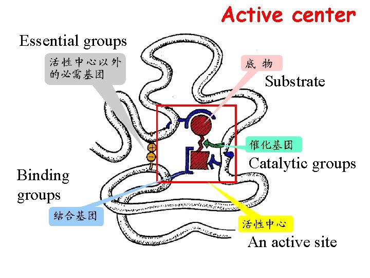 Active center Essential groups Substrate Binding groups Catalytic groups An active site 