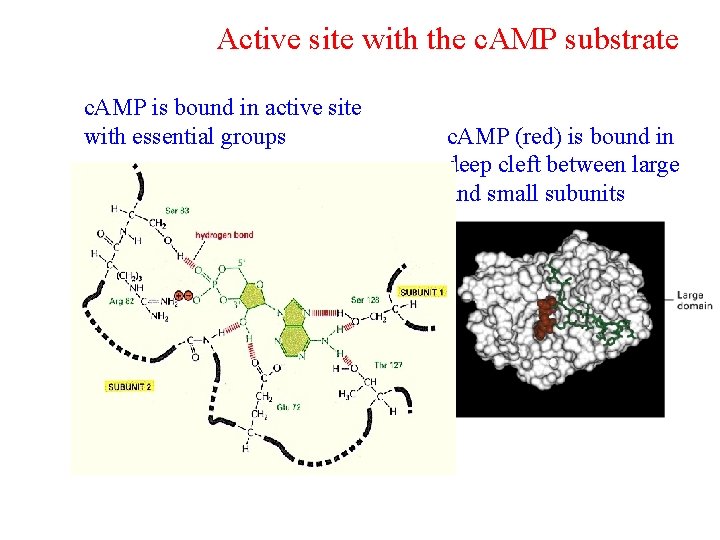 Active site with the c. AMP substrate c. AMP is bound in active site