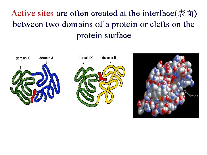 Active sites are often created at the interface(表面) between two domains of a protein
