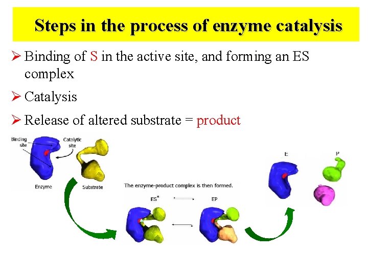 Steps in the process of enzyme catalysis Ø Binding of S in the active