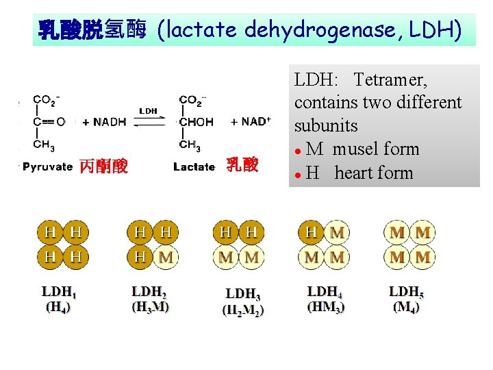 乳酸脱氢酶 (lactate dehydrogenase, LDH) 丙酮酸 乳酸 LDH: Tetramer, contains two different subunits l M