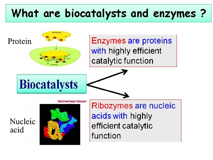 What are biocatalysts and enzymes ? 