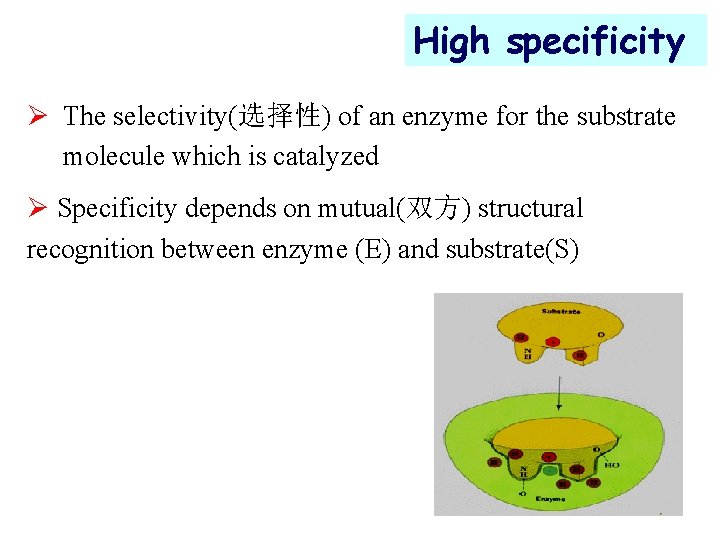 High specificity Ø The selectivity(选择性) of an enzyme for the substrate molecule which is