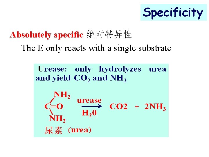 Specificity Absolutely specific 绝对特异性 The E only reacts with a single substrate 