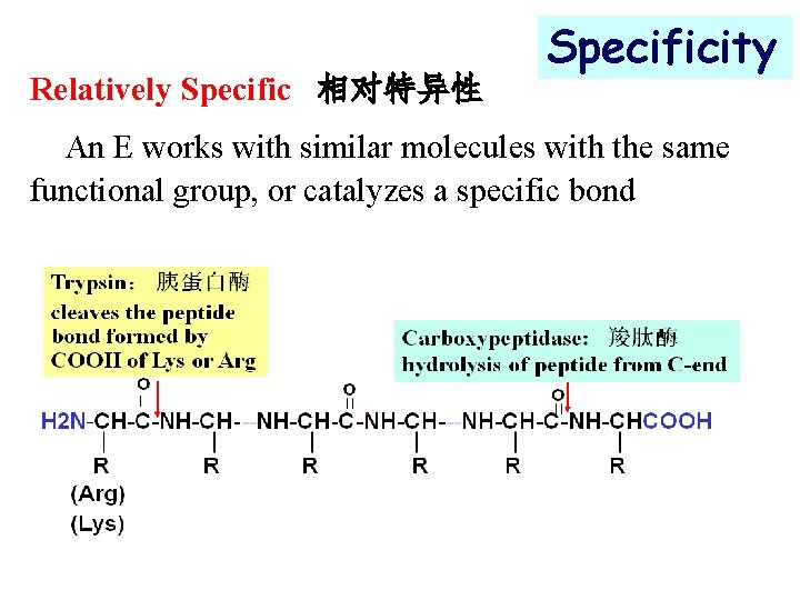 Relatively Specific 相对特异性 Specificity An E works with similar molecules with the same functional