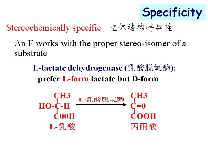 Specificity Stereochemically specific 立体结构特异性 An E works with the proper stereo-isomer of a substrate