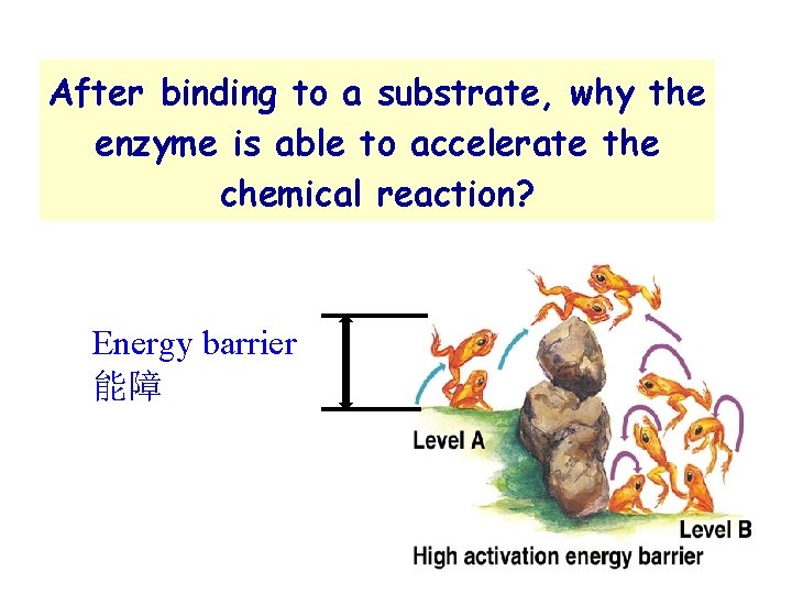 After binding to a substrate, why the enzyme is able to accelerate the chemical