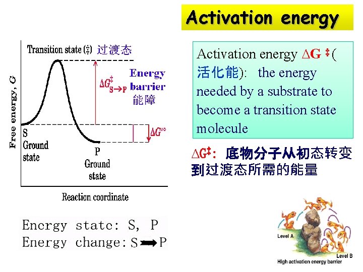 Activation energy ∆G ‡ ( 活化能): the energy needed by a substrate to become