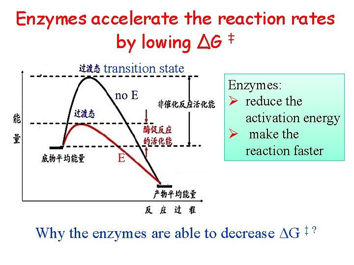 Enzymes accelerate the reaction rates by lowing ∆G ‡ transition state Enzymes: Ø reduce