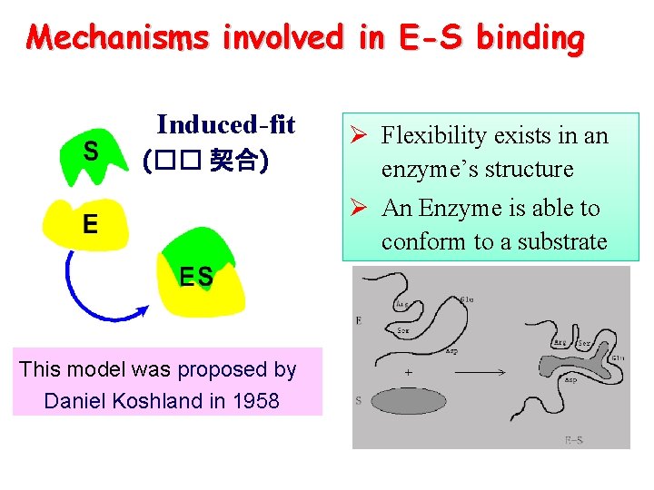 Mechanisms involved in E-S binding Induced-fit (�� 契合) Ø Flexibility exists in an enzyme’s
