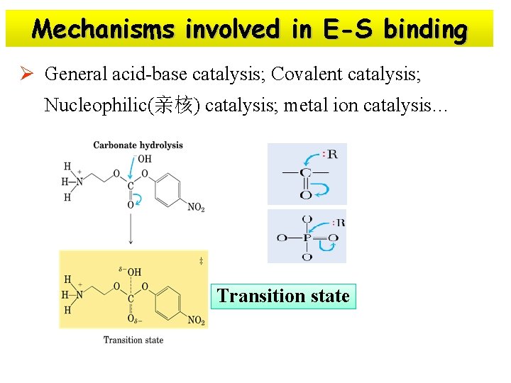 Mechanisms involved in E-S binding Ø General acid-base catalysis; Covalent catalysis; Nucleophilic(亲核) catalysis; metal