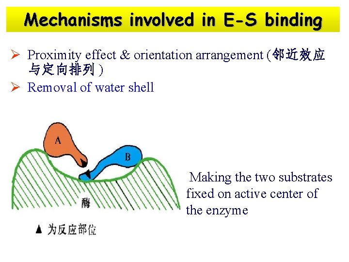 Mechanisms involved in E-S binding Ø Proximity effect & orientation arrangement (邻近效应 与定向排列 )